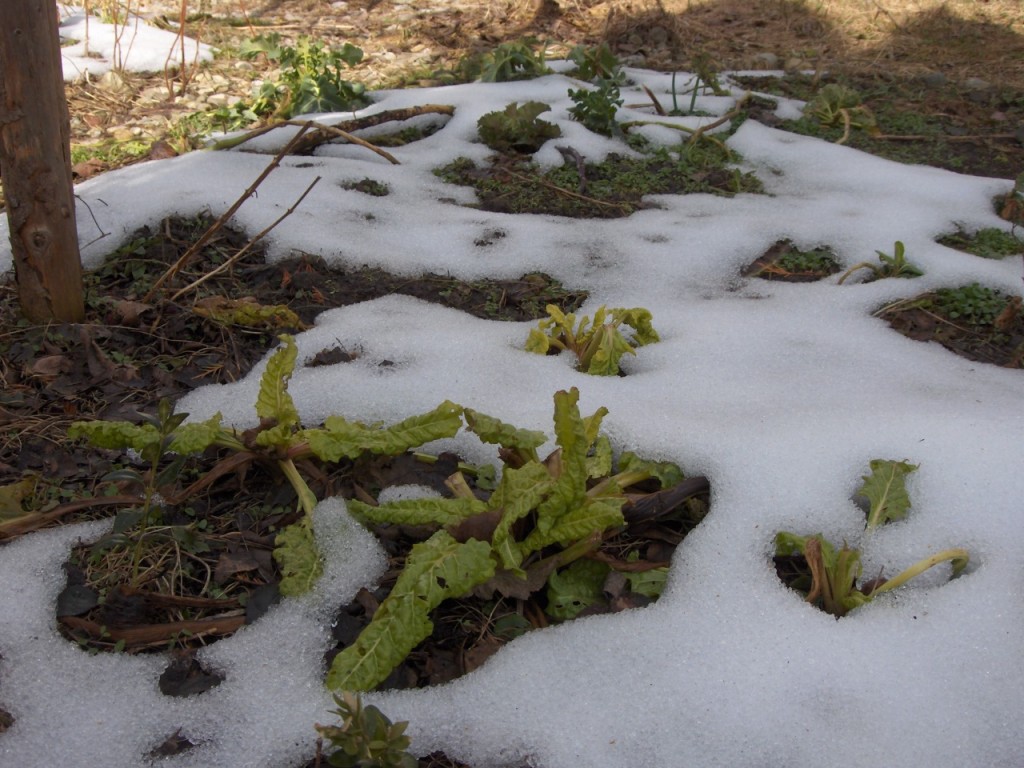 Der Garten im März Garten WEden Blog